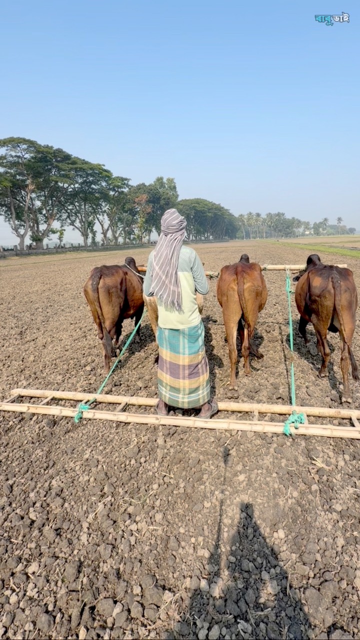  Foto zu কৃষি জমি চাষ করা মনোমুগ্ধকর দৃশ্য #foryouシ #viral #Bangladesh 