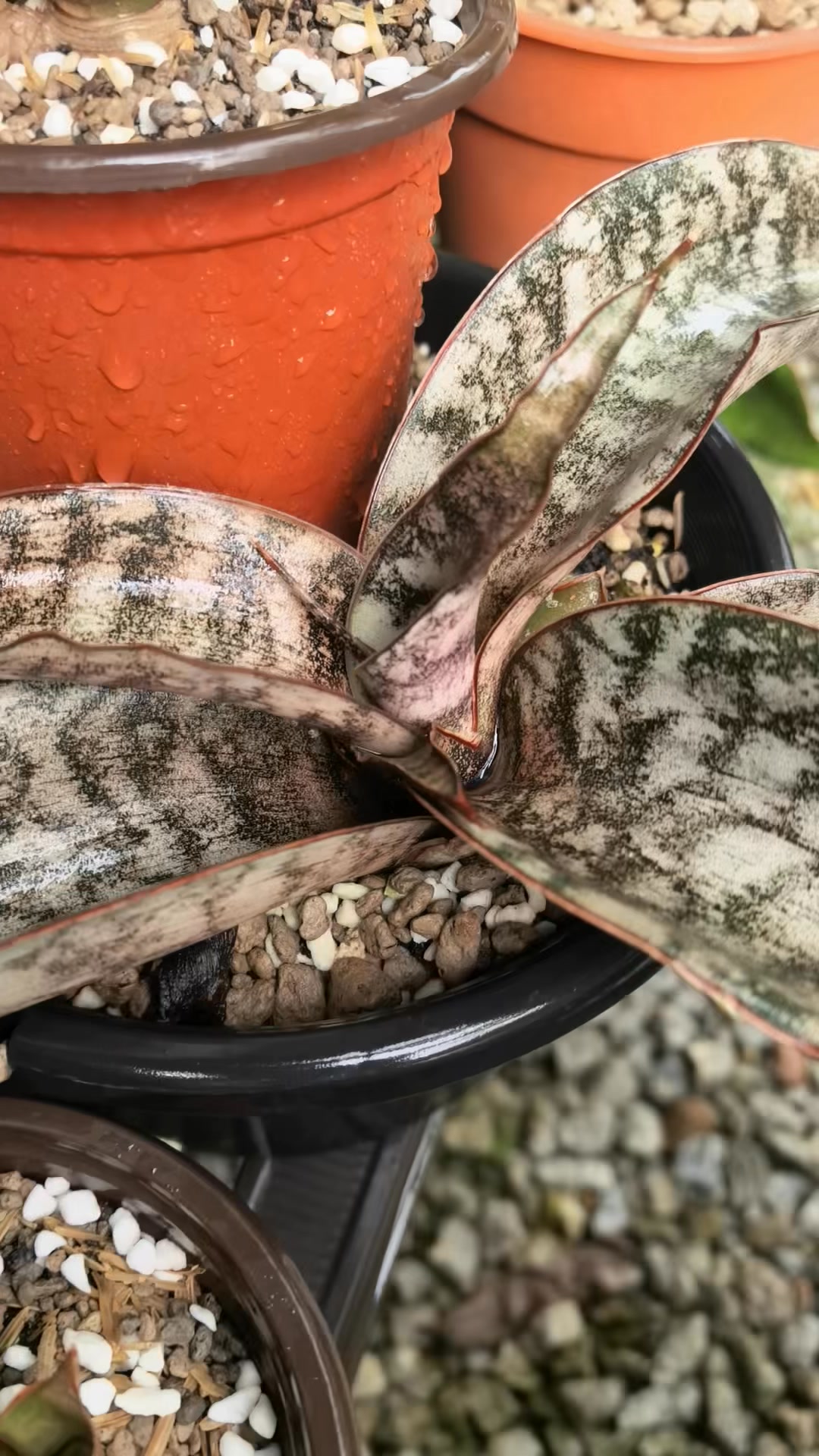 サンスベリア Sansevieria Mecufi Sansevieria Sp. 'Mecufi' | Azim Alias