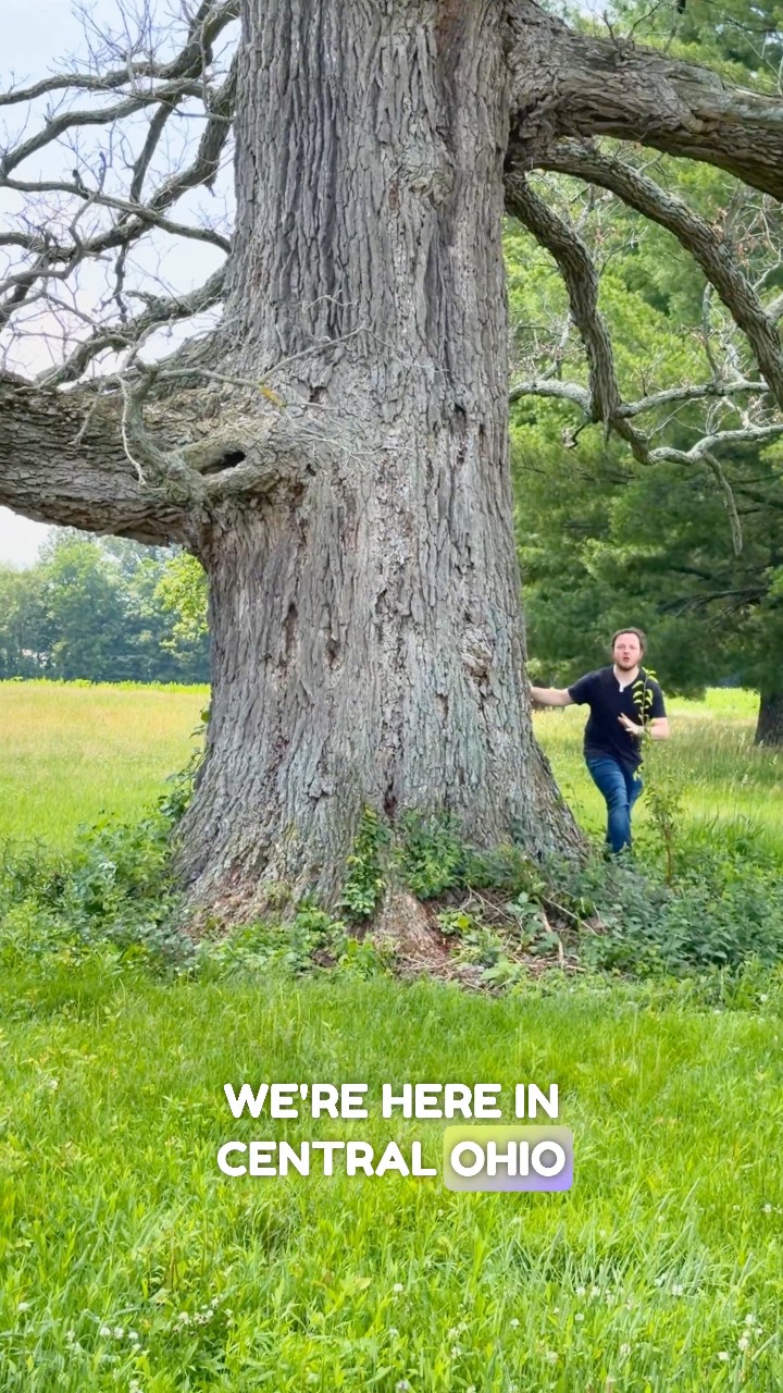 【超特価】outflow bigtree 158 Big Trees Ohio - Big Trees Ohio added a new photo.