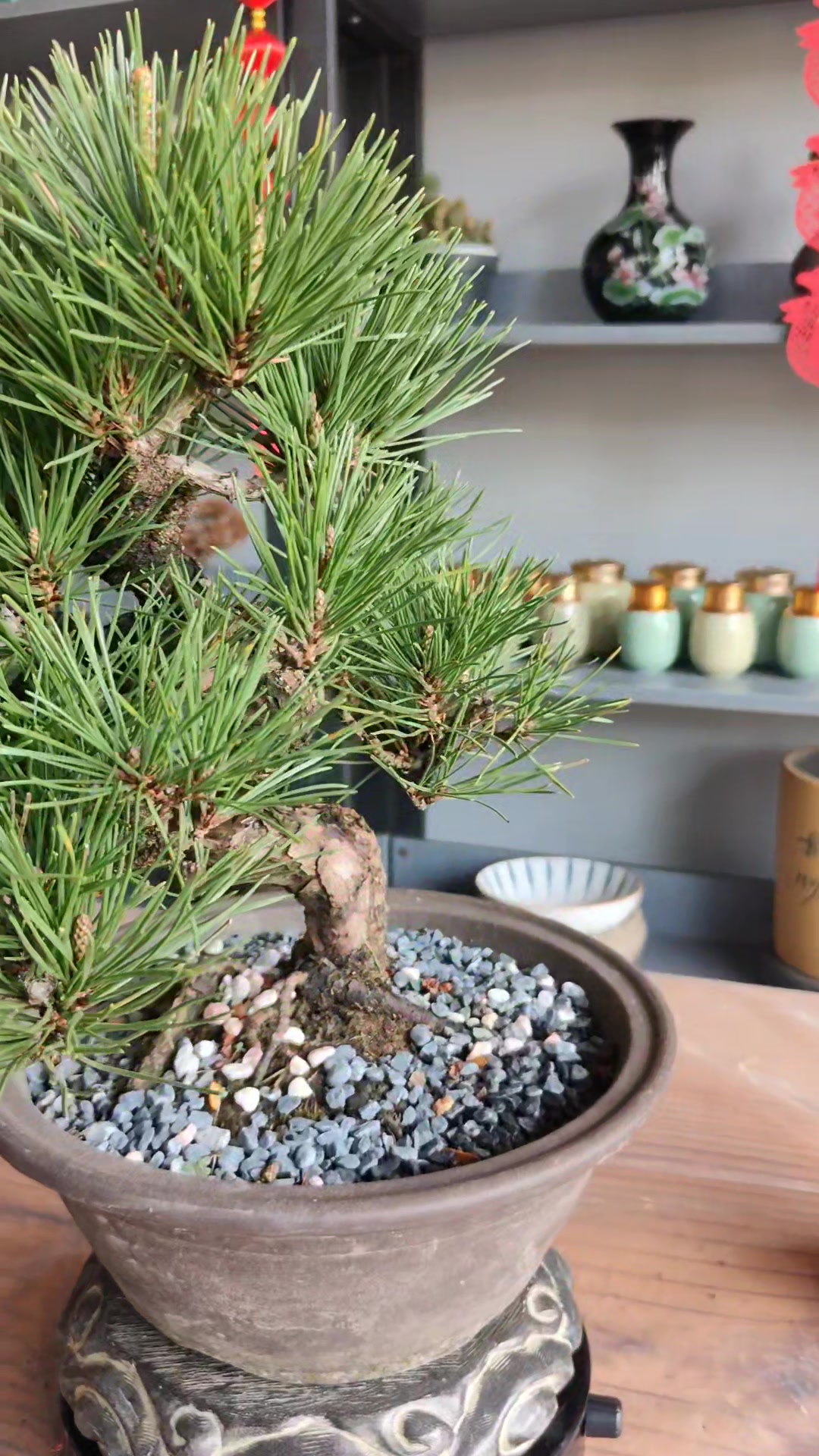 Pinus thunbergii 'Zuiho' Japanese black pine for bonsai