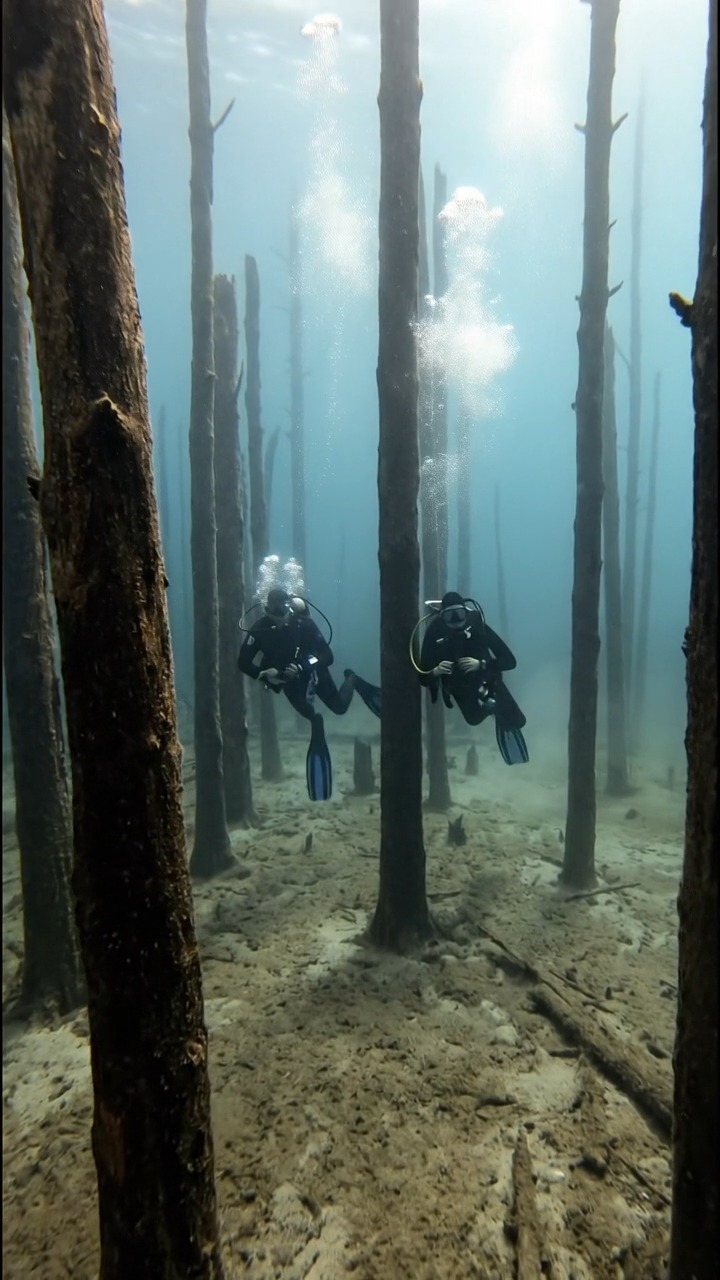 Gliding between frozen trees 🤿🌲 #UnderwaterForest #ScubaCalm #QuietDive ...