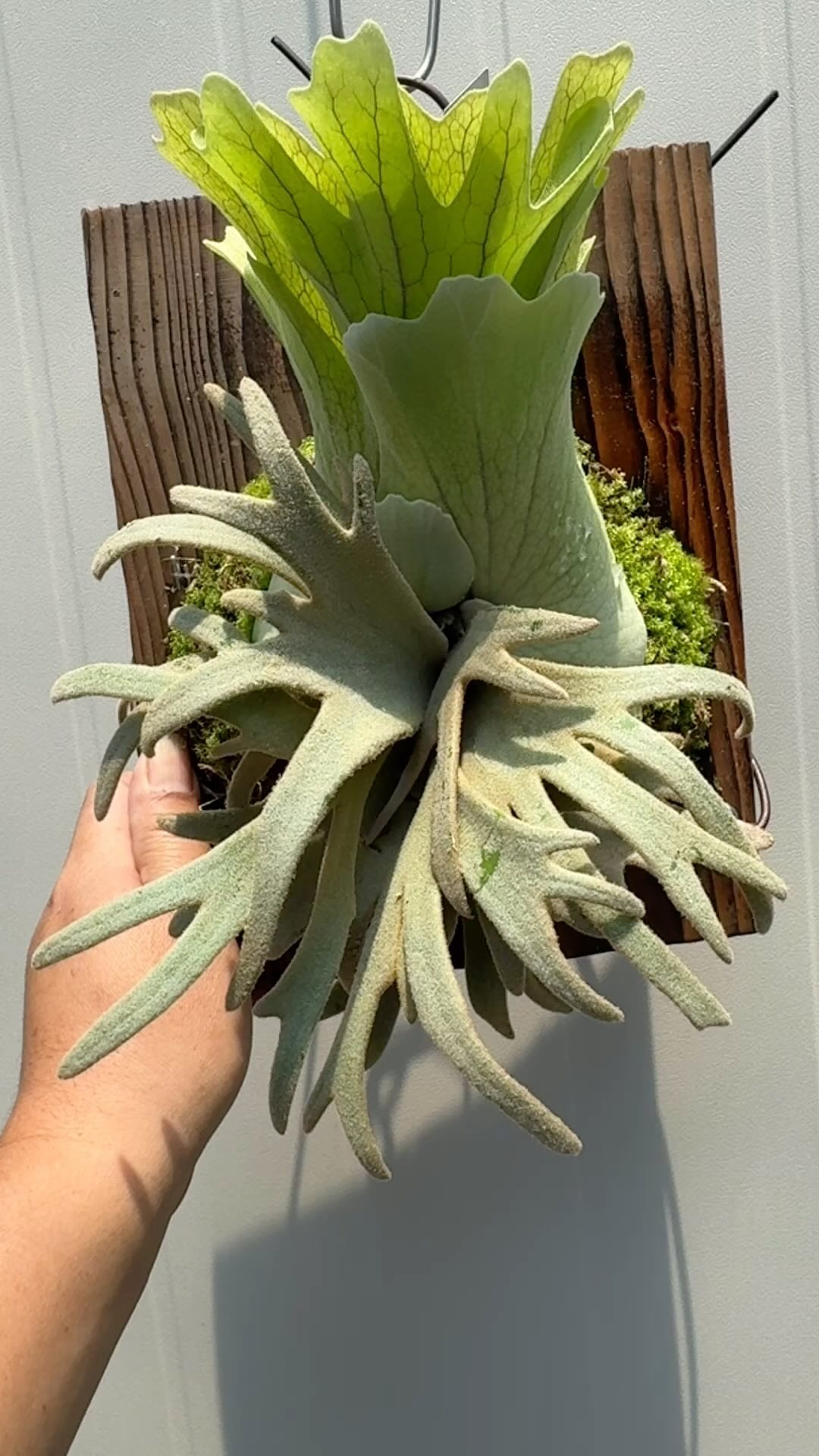 P. willinckii Tainan Girl spore @funfarmp808 #鹿角蕨 #platycerium