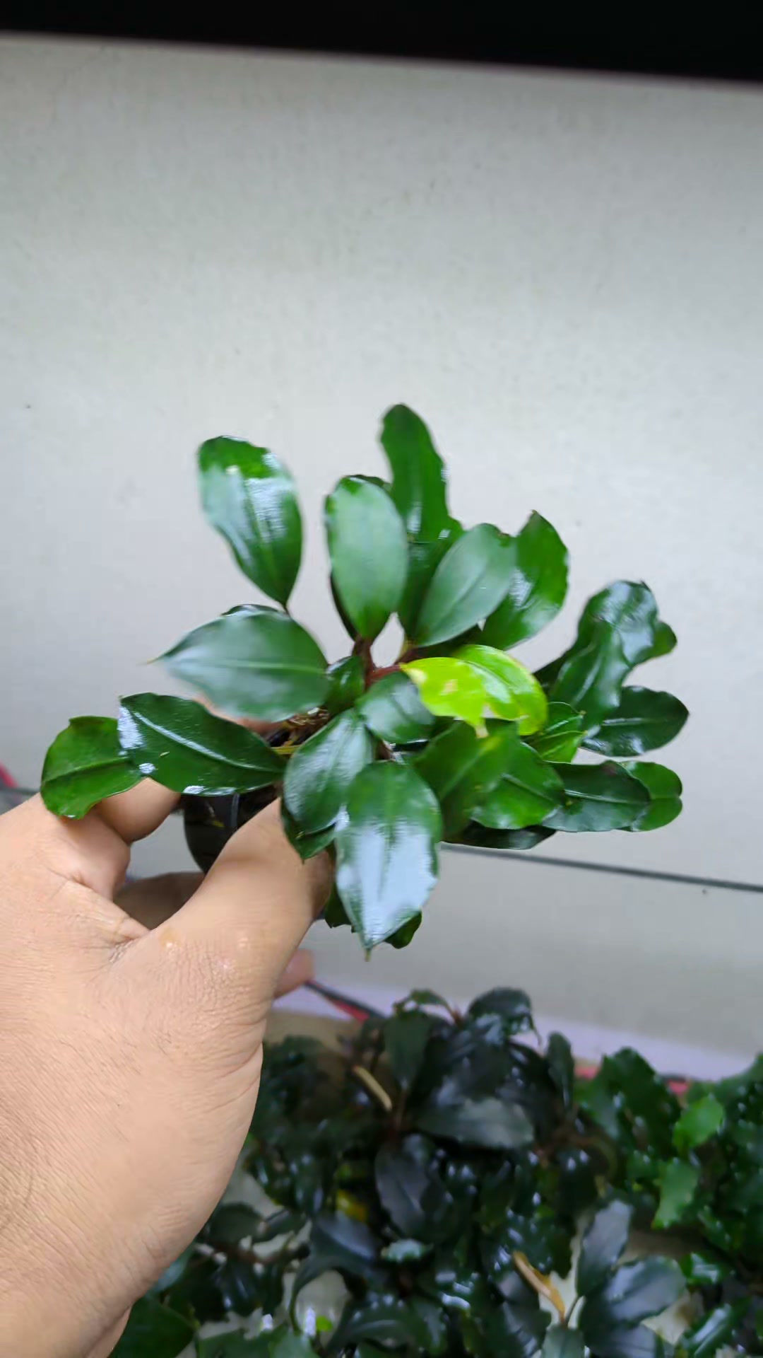 Bucep Dracula #bucephalandra | TuoiNguyen Svl