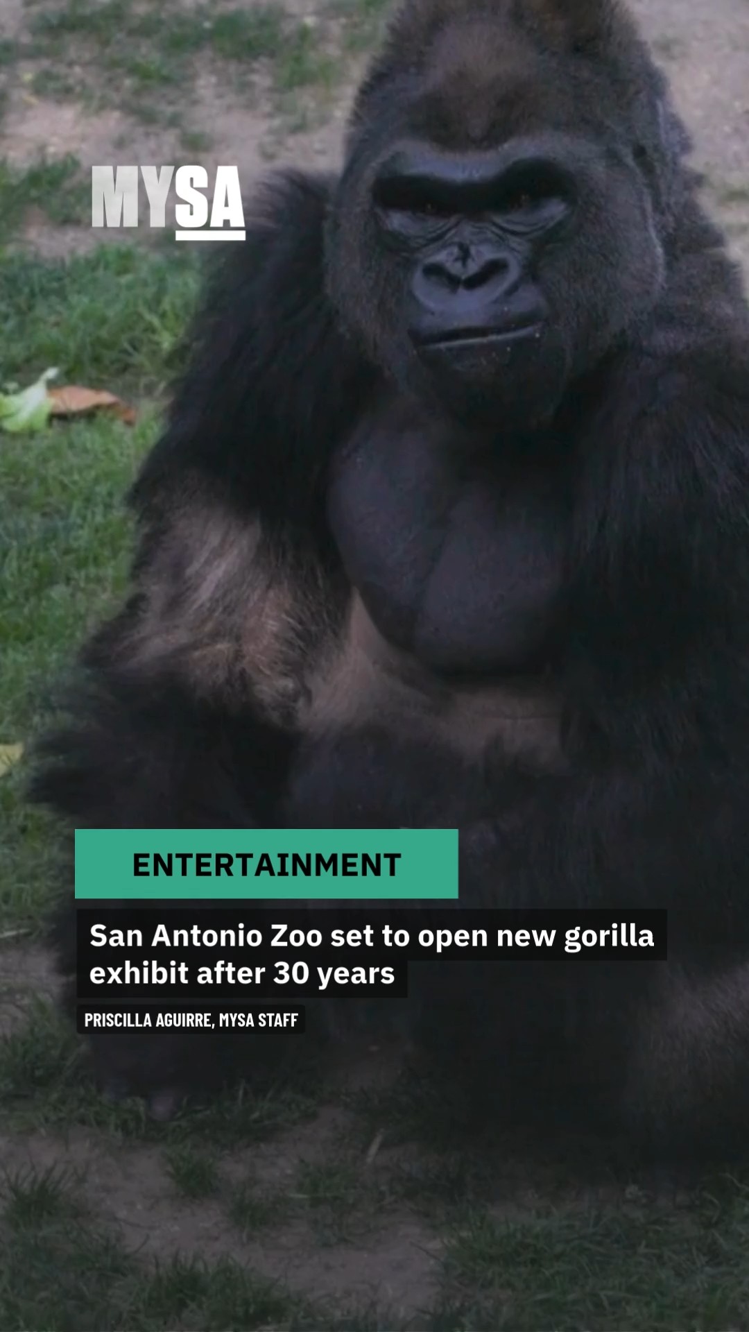 Who's ready for the return of gorillas?!?! 📸 from OKC Zoo
