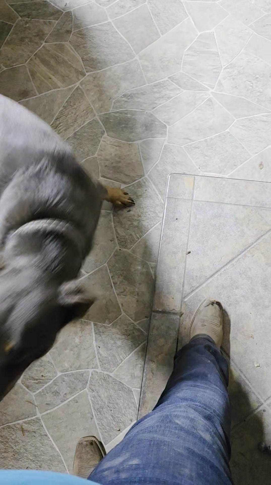 Wilhelm Ranch Dogs
