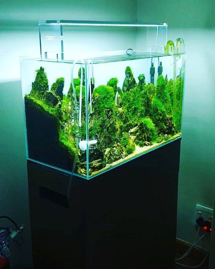 Enjoy ADA with 60P Cube Garden paired with Garden Stand 600