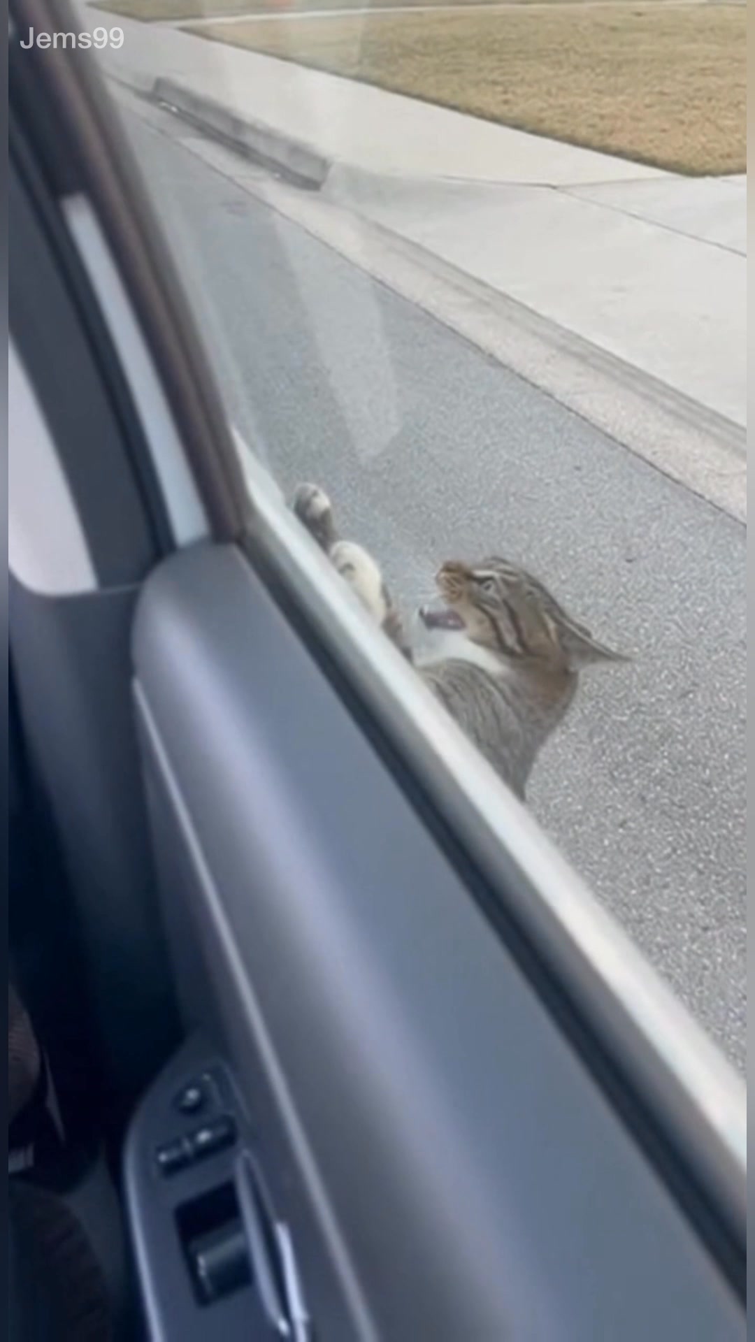 The chicken ran… the cat didn’t😂🍗 . . . #cat #funny | Jems99 | Facebook