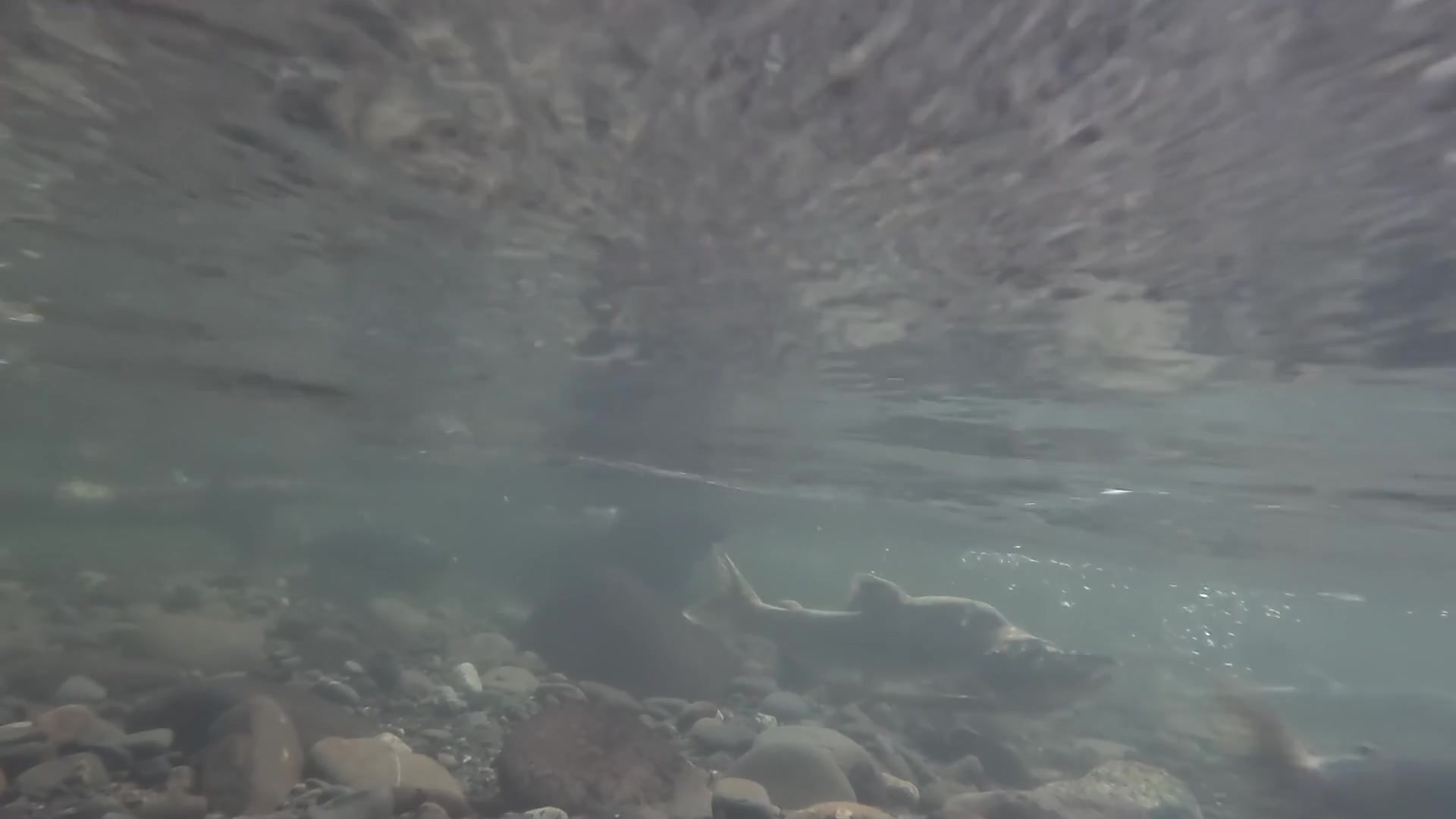 Things are heating up in the Dungeness River! Get a rare, close-up look ...
