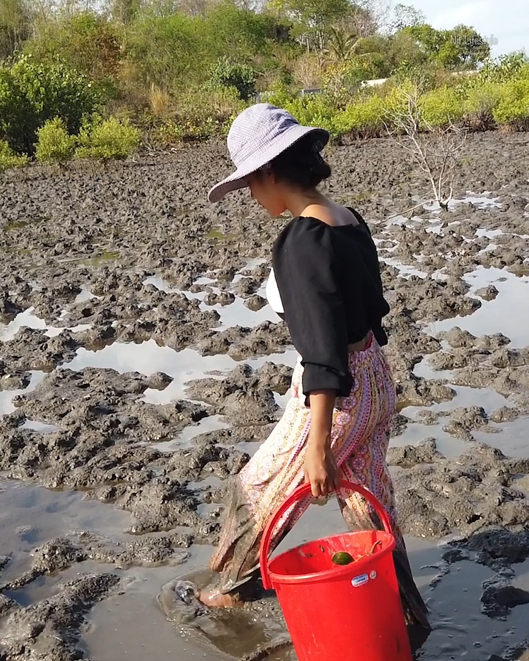 Amazing Catching Huge Mud Crabs In Swamp after Low Tide | Nit Lifestyle ...