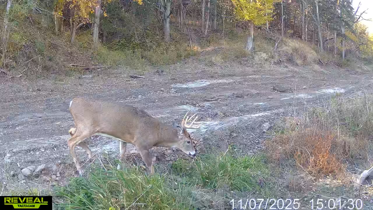 Decent buck coming down from the ridge #buck #deer #tactacamreveal ...