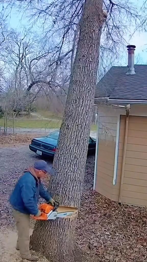 Mistake in Removing a Giant Tree #satisfying #asmr #tree # ...