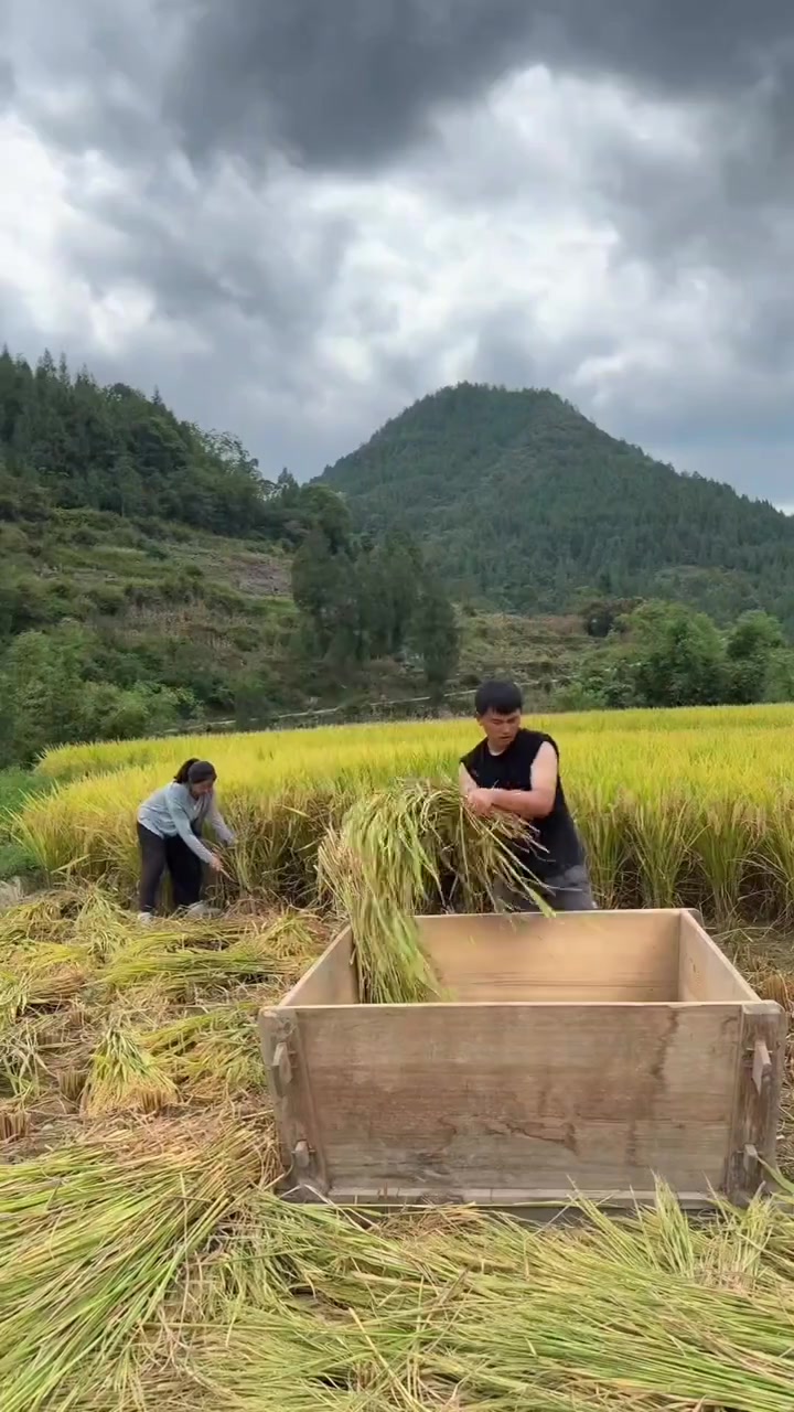 農民糧滿攃倉不心慌，又到了收稻谷的季節，今年迎來大豐收，想把這份喜悅分享給大家，愿大家黃金鋪滿地，萬事都如意#收稻谷的季節 | 卡友鵬沖 ...