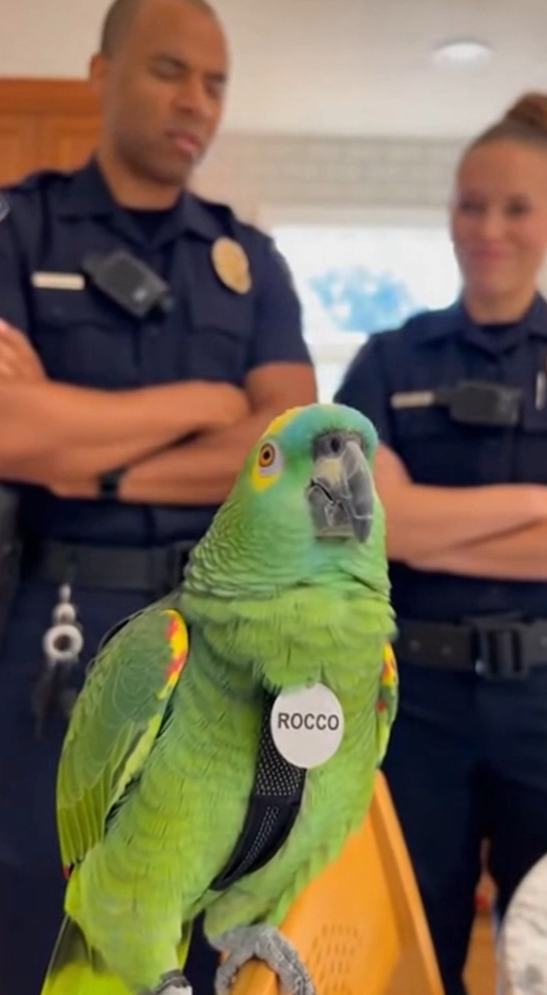 Parrot Refuses to Cooperate With Police 😂 Our favorite talking bird ...