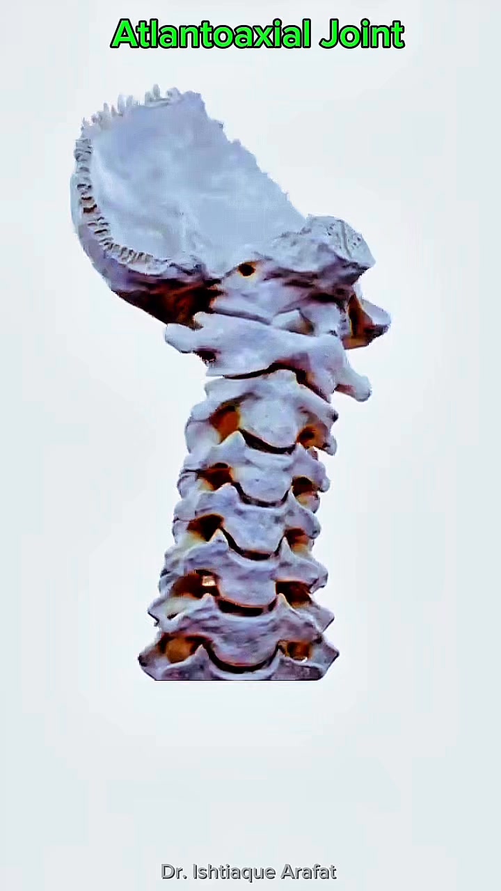 Atlantoaxial joint #Joints #anatomy 🦴 | Dr. Ishtiaque Arafat | Facebook