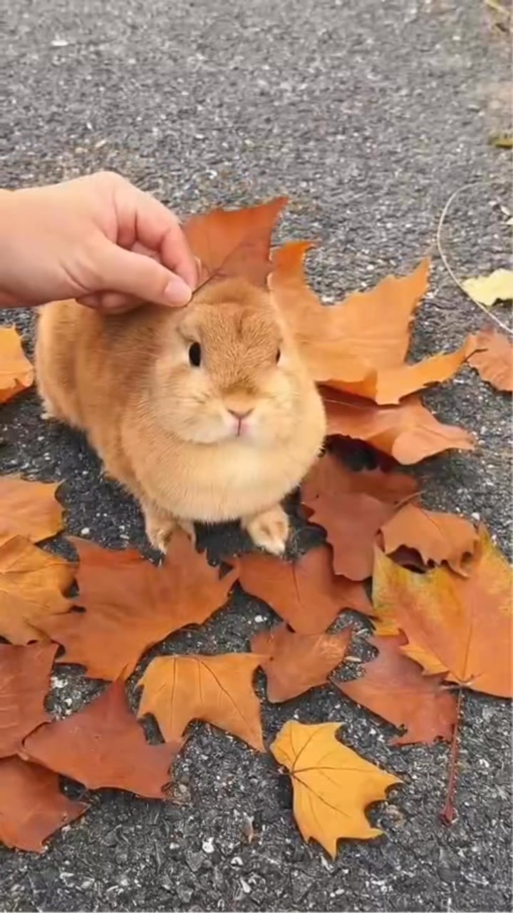 #Cute #rabbit #rabbitlovers | Yussy Herdiani Kartasasmita | Facebook