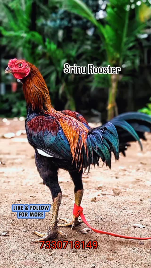 భీమవరం పుంజు అమ్మబడును . . . #SrinuRooster . . . #viral #trending # ...