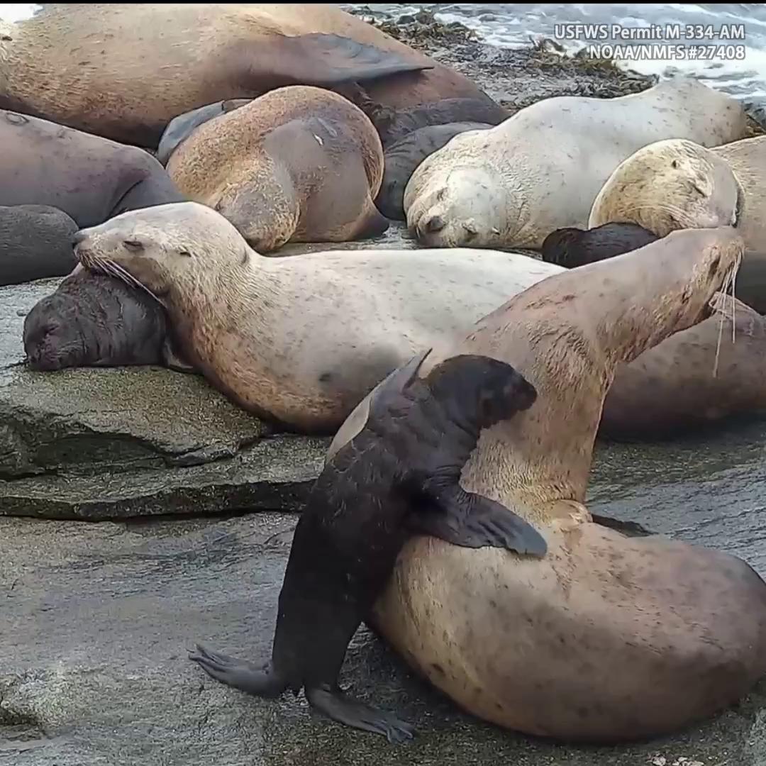 Let's check in with Rowdy the Steller sea lion and her pup out on