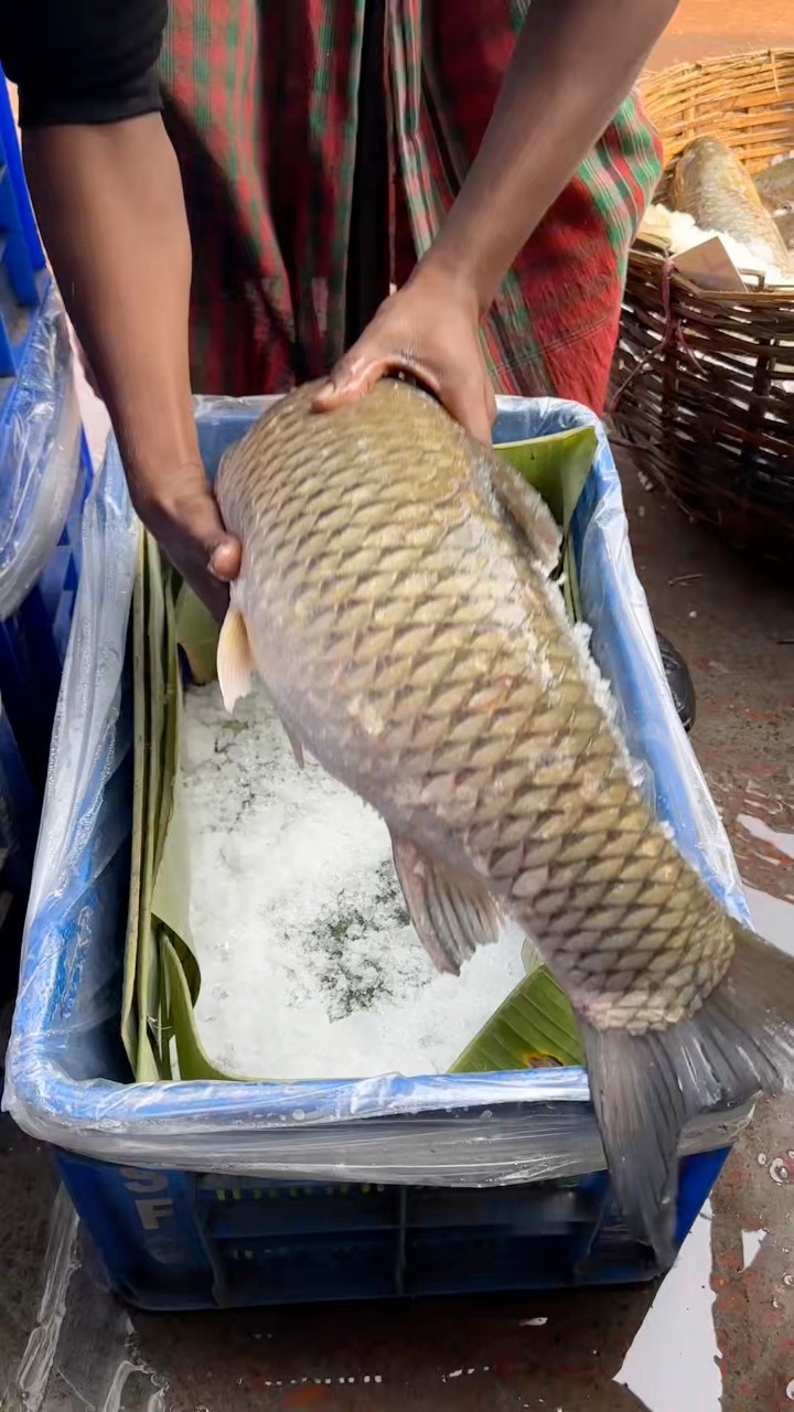See the technique for packing fish. মাছ প্যাকেট করার কৌশল দেখুন। | BP ...