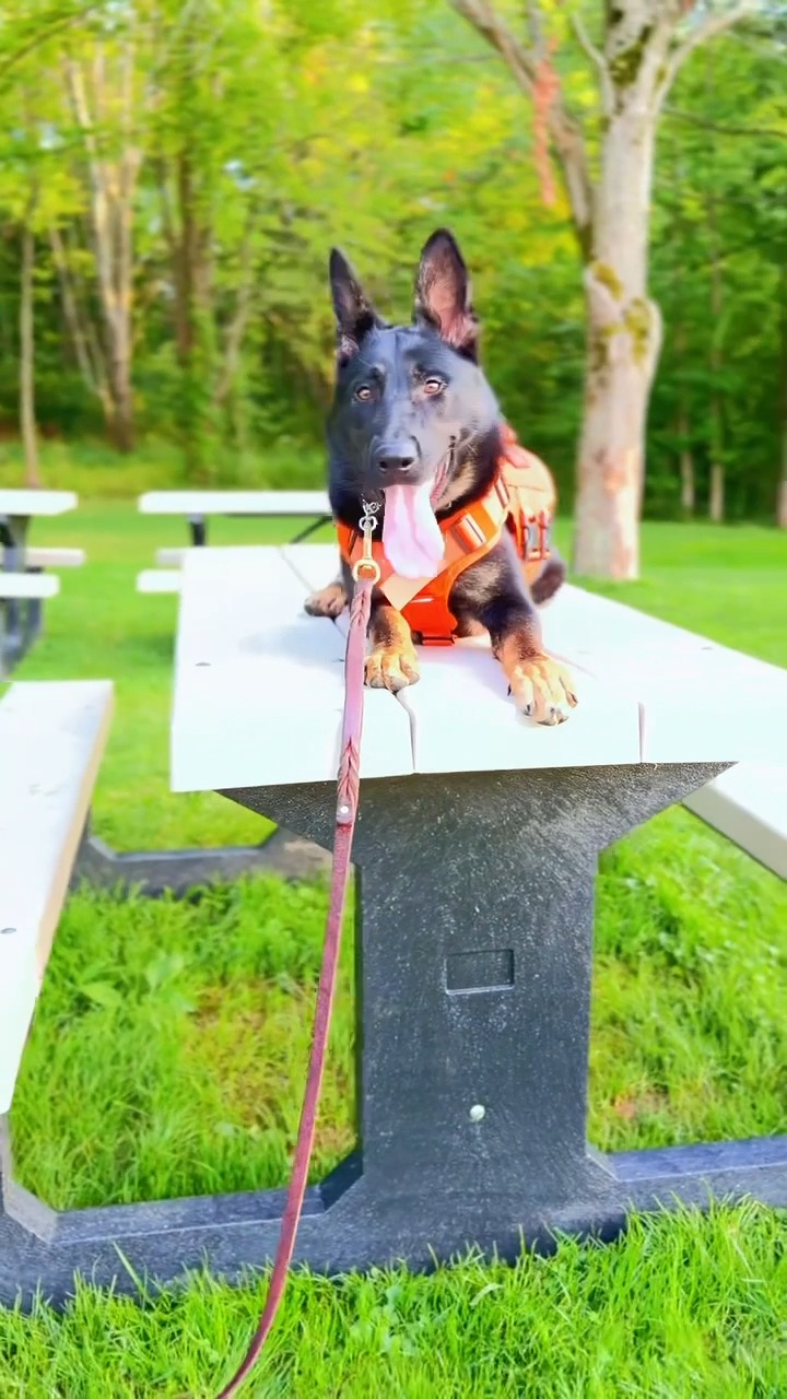 From the training center to the real world., Tully is taking everything she has learned in a controlled environment and putting it to work during public access training., Before our Service Dogs in 