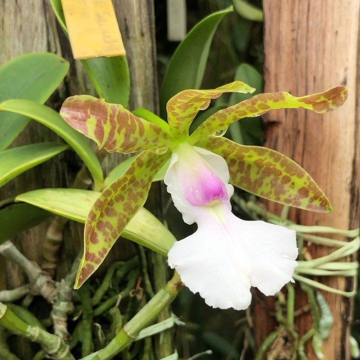 Cattleya aclandiae f. albescens Caliman x self #cattleyaaclandiae