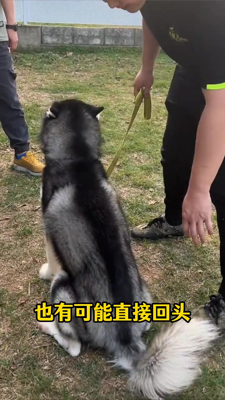 摸狗是有講究的三摸三不摸 摸狗是有講究的三摸三不摸#狗狗 #新手養狗 #養狗小知識 #養狗經驗分享 #科學養狗 | 犬道 | Facebook
