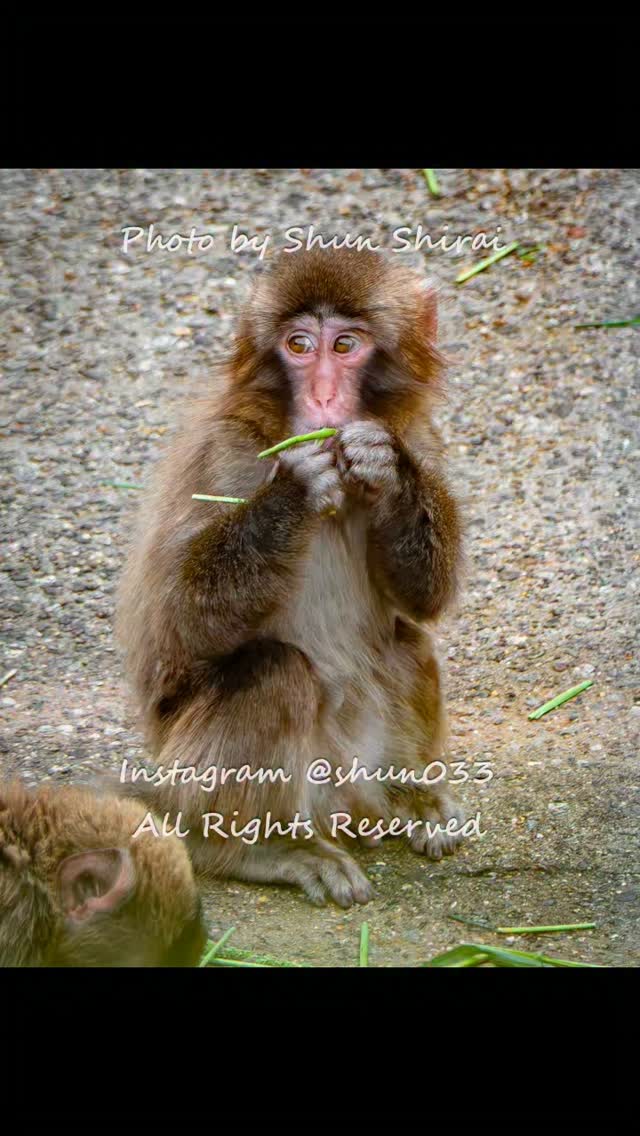親子でのんびり♪ ©Shun Shirai – All Rights Reserved. No