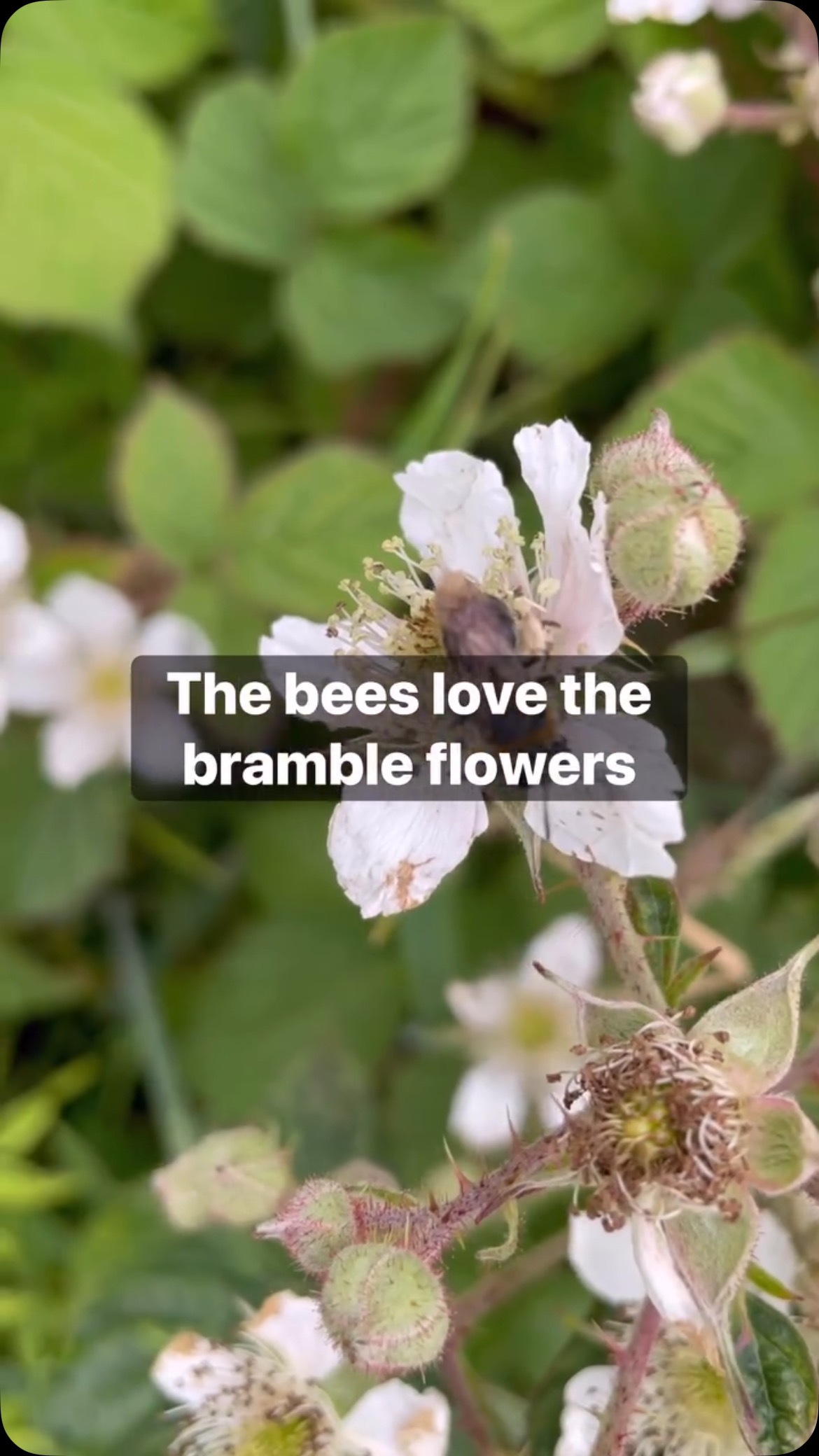 Try to leave some of the brambles in your garden. Letting them flower ...