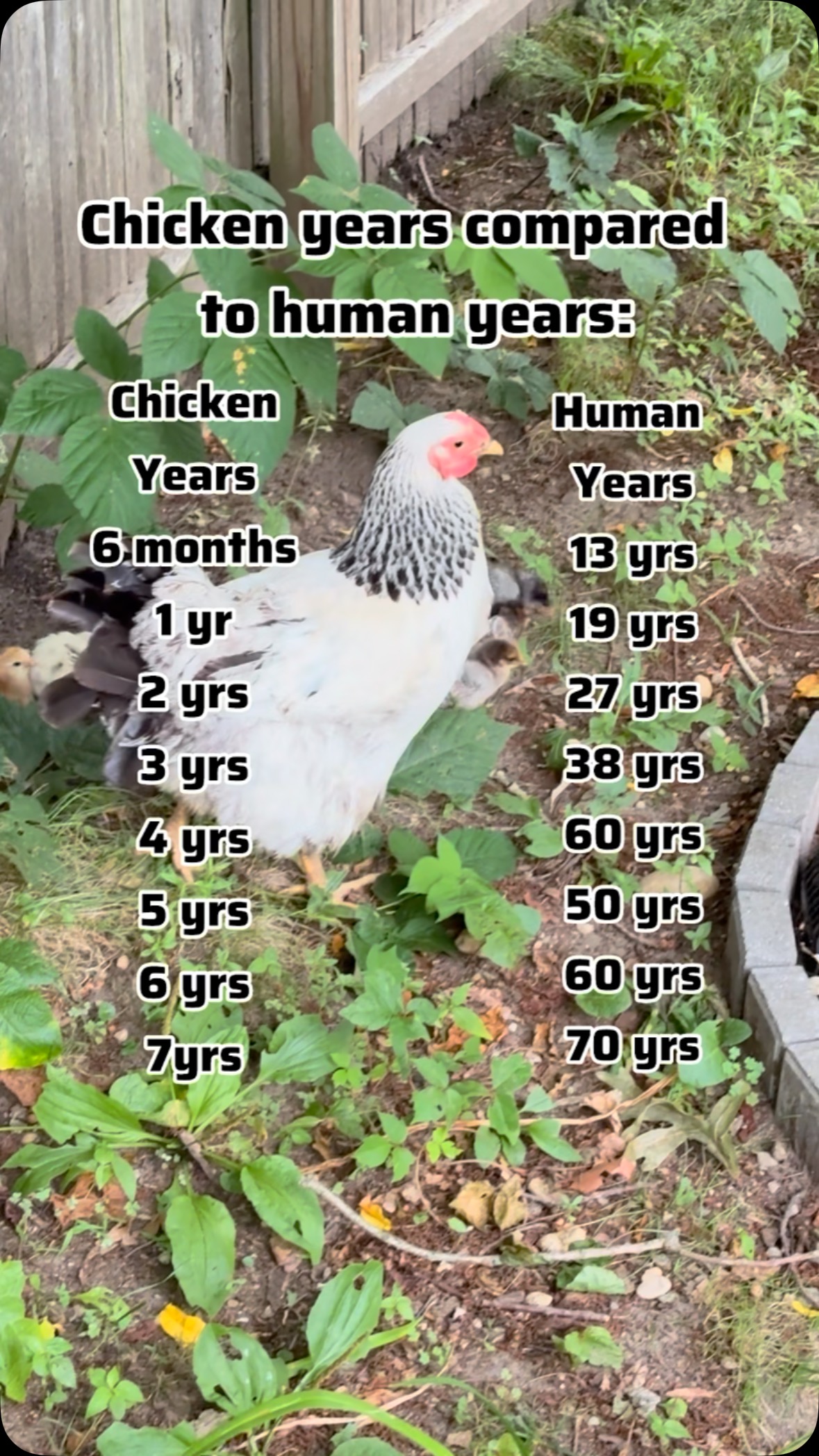 Chickens may not live as long as us, but their life stages sure are ...
