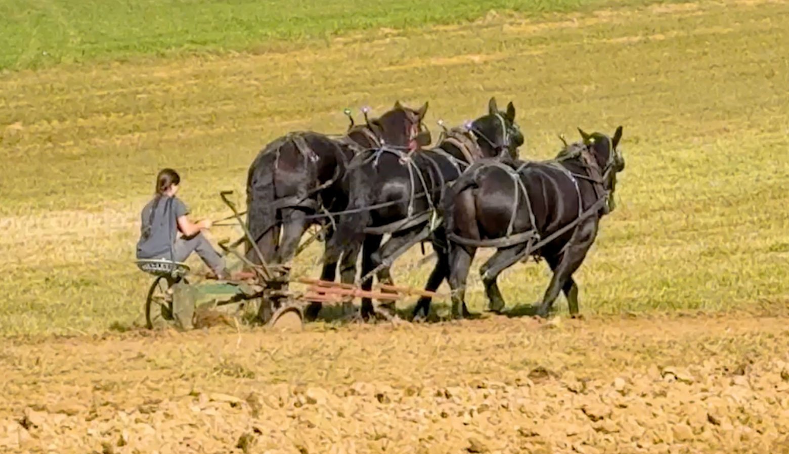 Zach Odom Logging with Mules | We stopped near Morrison, Tenn, to watch ...