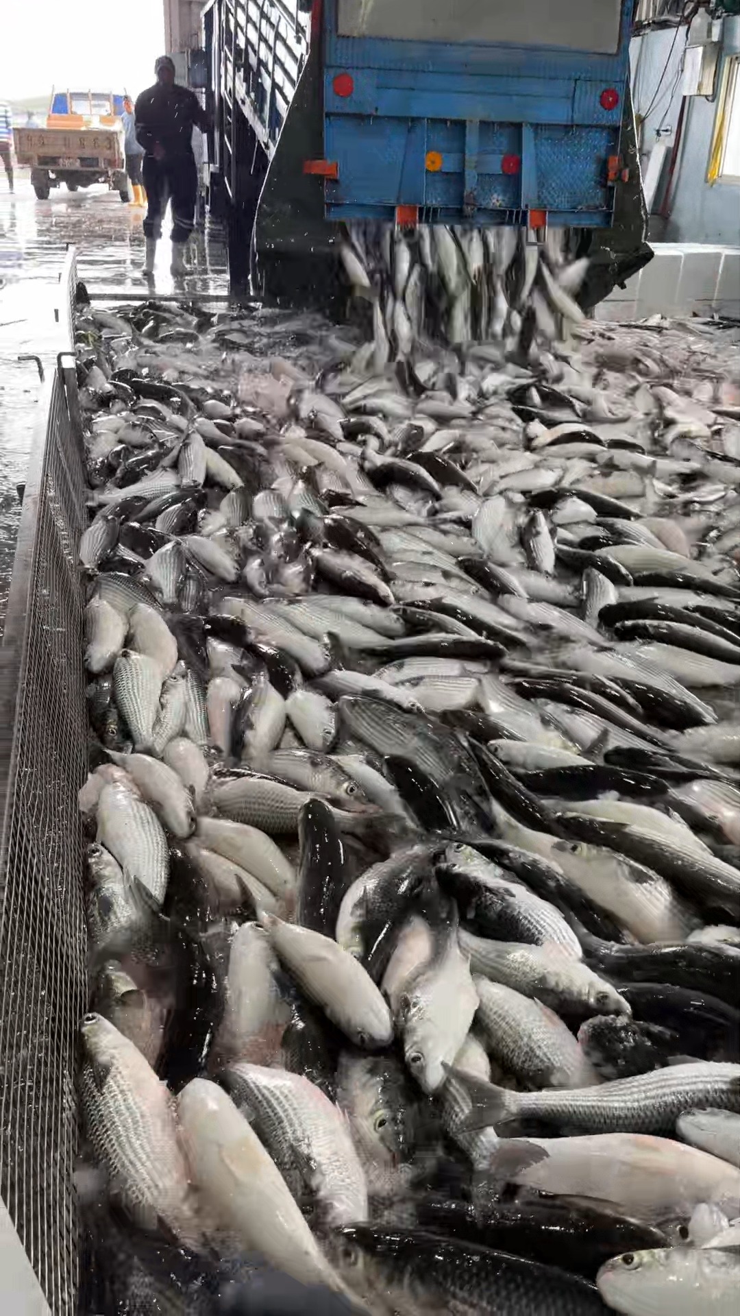 Mullet roe harvesting secrets revealed #mulletroe #seafoodprocessing # ...