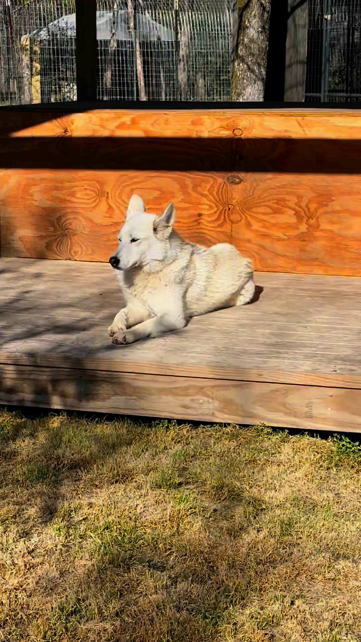 HAVE A HOWLING GOOD WEEKEND Today’s featured howler: Davina ...
