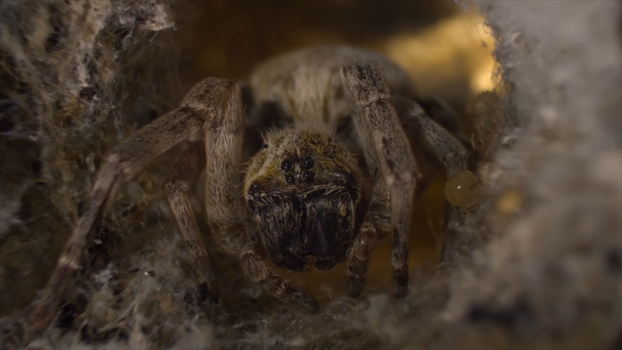 An episode of the BBC's show Parenthood with David Attenborough ...
