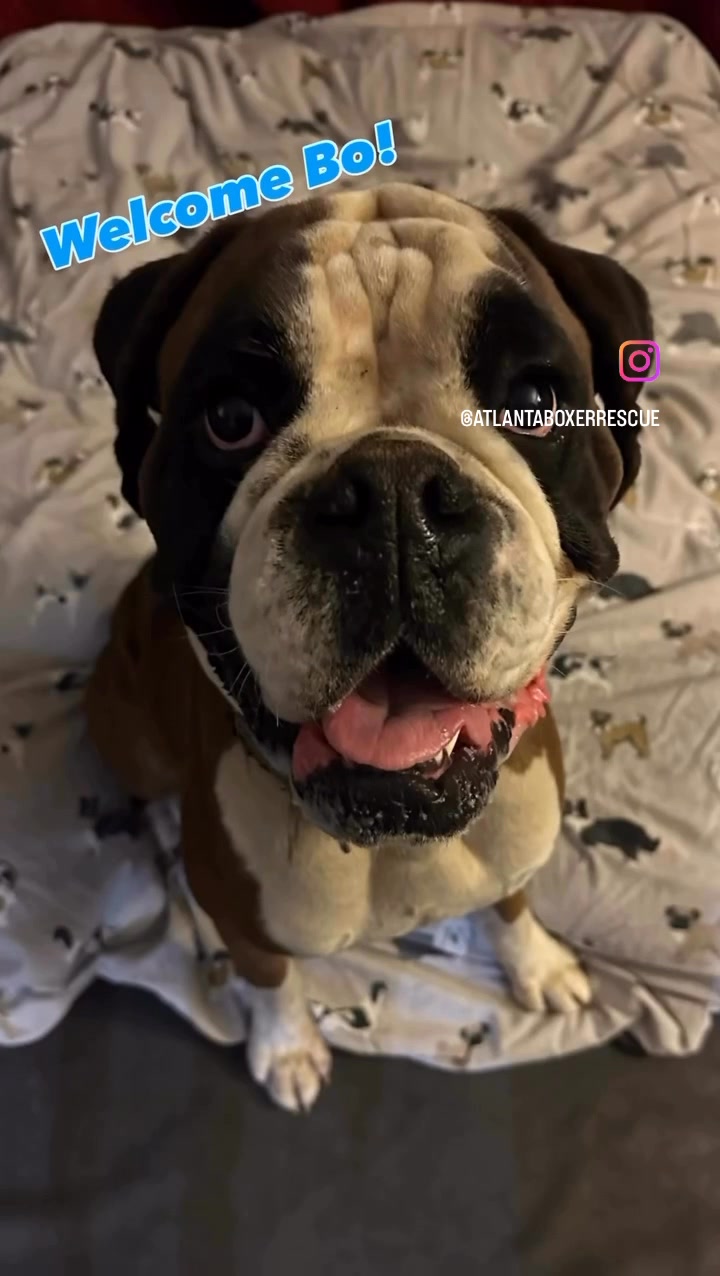 Welcome Bo to Atlanta Boxer Rescue! #AtlantaBoxerRescue #AdoptDontShop ...