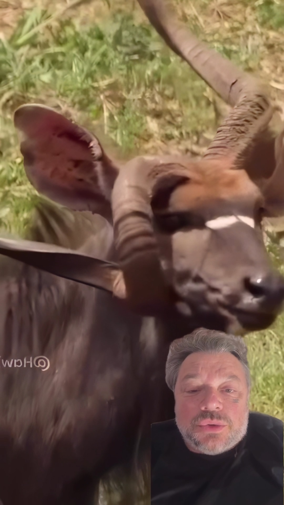 Esse cara deu sorte! #animais #natureza #vidaselvagem | Richard ...