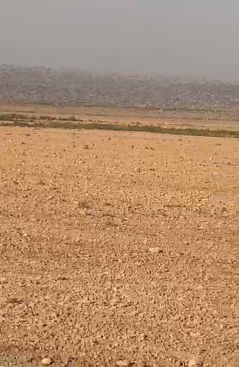 Hunting semmon in kaa on Reels | Facebook