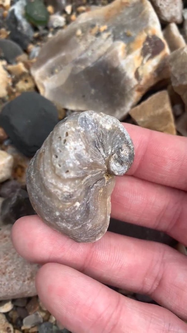 Here is a fossilised shell also known as a devils toenail that I found ...