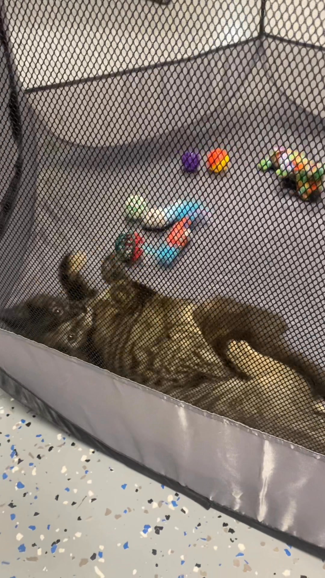 🐾🌞Good morning from Tizi & Melody at the LWB in Wichita Kansas. These ...