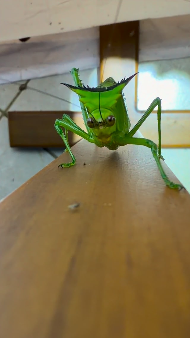 An adorable katydid (Tettigoniidae) from Ecuadorian Choco. We