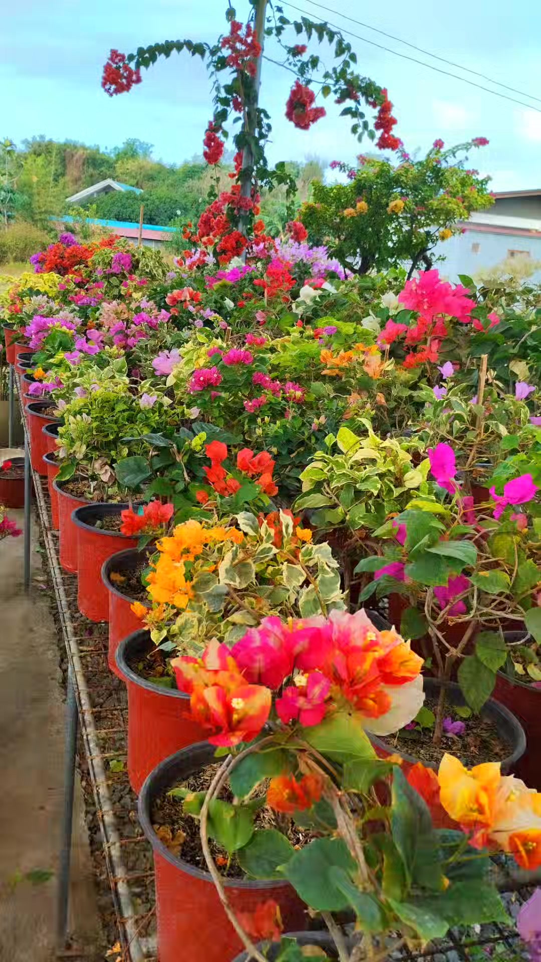 Annalyn Hernandez Garden 💐 #follower #Godblesseveryone | Annalyn GC ...