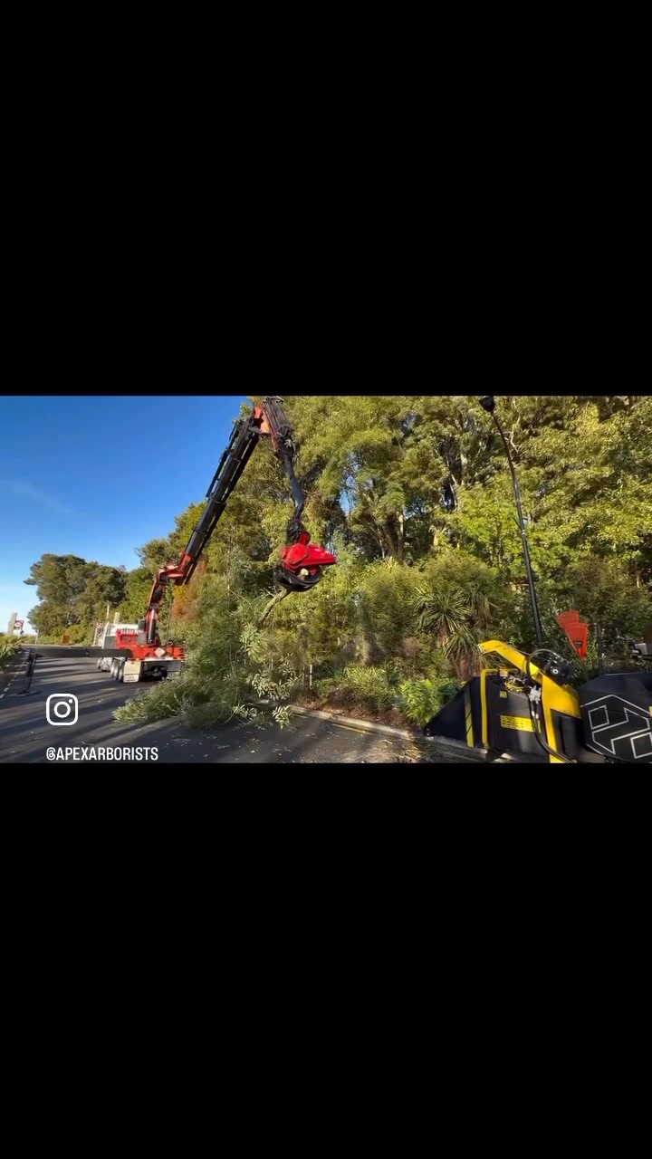 Apex Arborists | Hamilton
