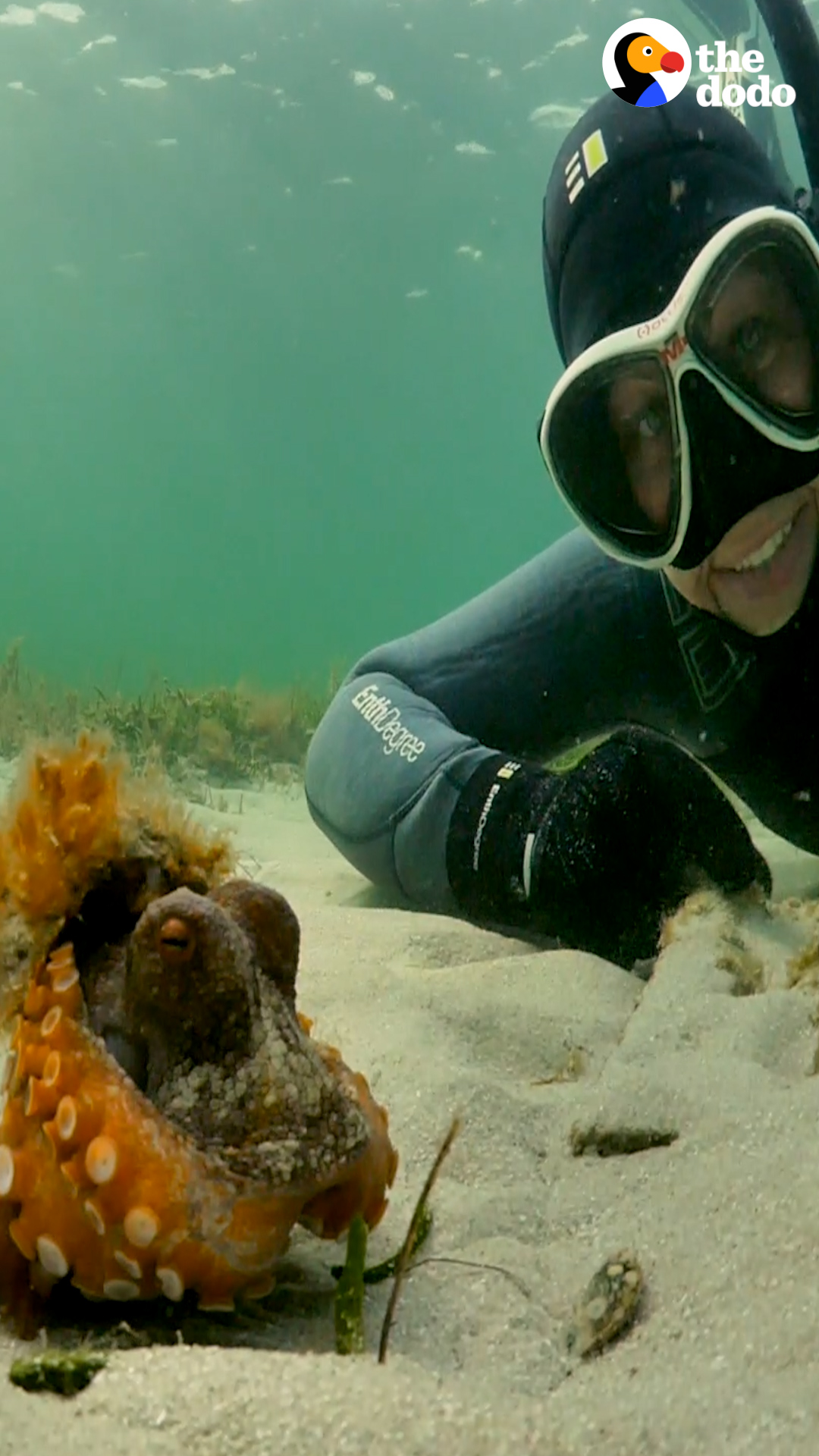 The Dodo - Woman Spends Months Helping An Octopus Protect Her Eggs