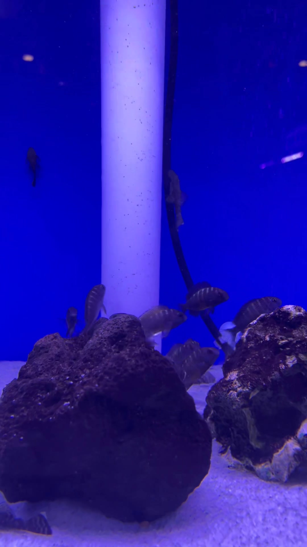 💛 ️🖤 TROPHEUS 🖤 ️💛 African Cichlid lovers this is for you🫵🏼 TROPHEUS ...