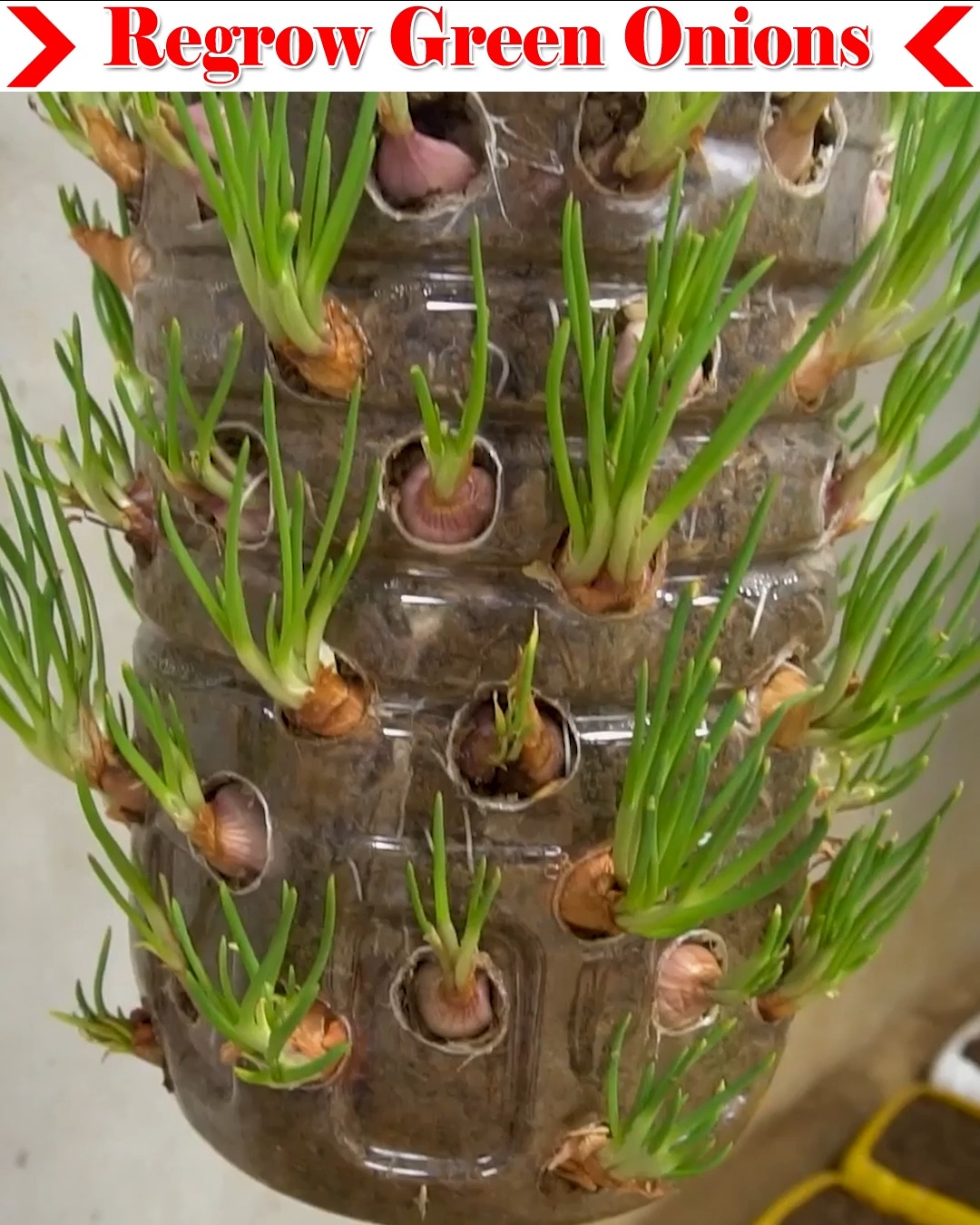 Take A Look About Green Onions Seedsfeed
