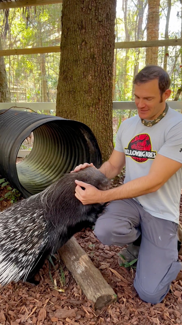 Playing with Little Dude, our African crested porcupine!! He belongs to ...