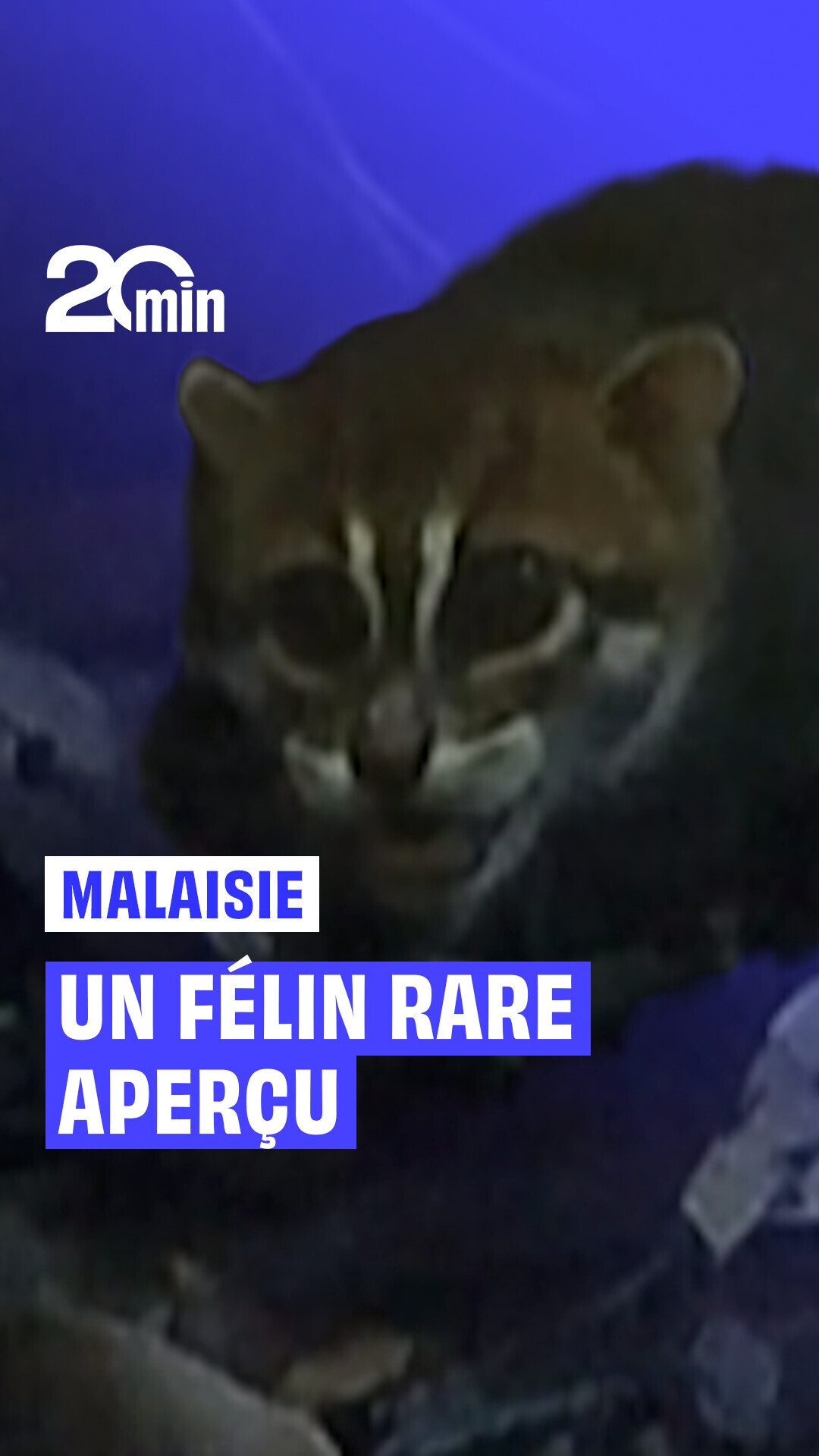 L'un des félins les plus rares au monde a été repéré en Malaisie, dans ...