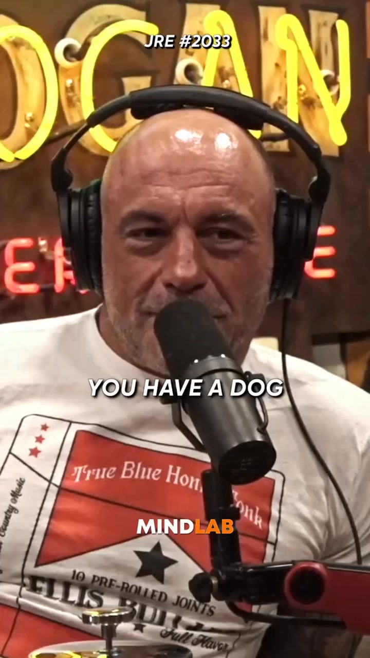 How Wolves Devolved To Dogs #dogs #wolves #goldenretriever #joerogan # ...