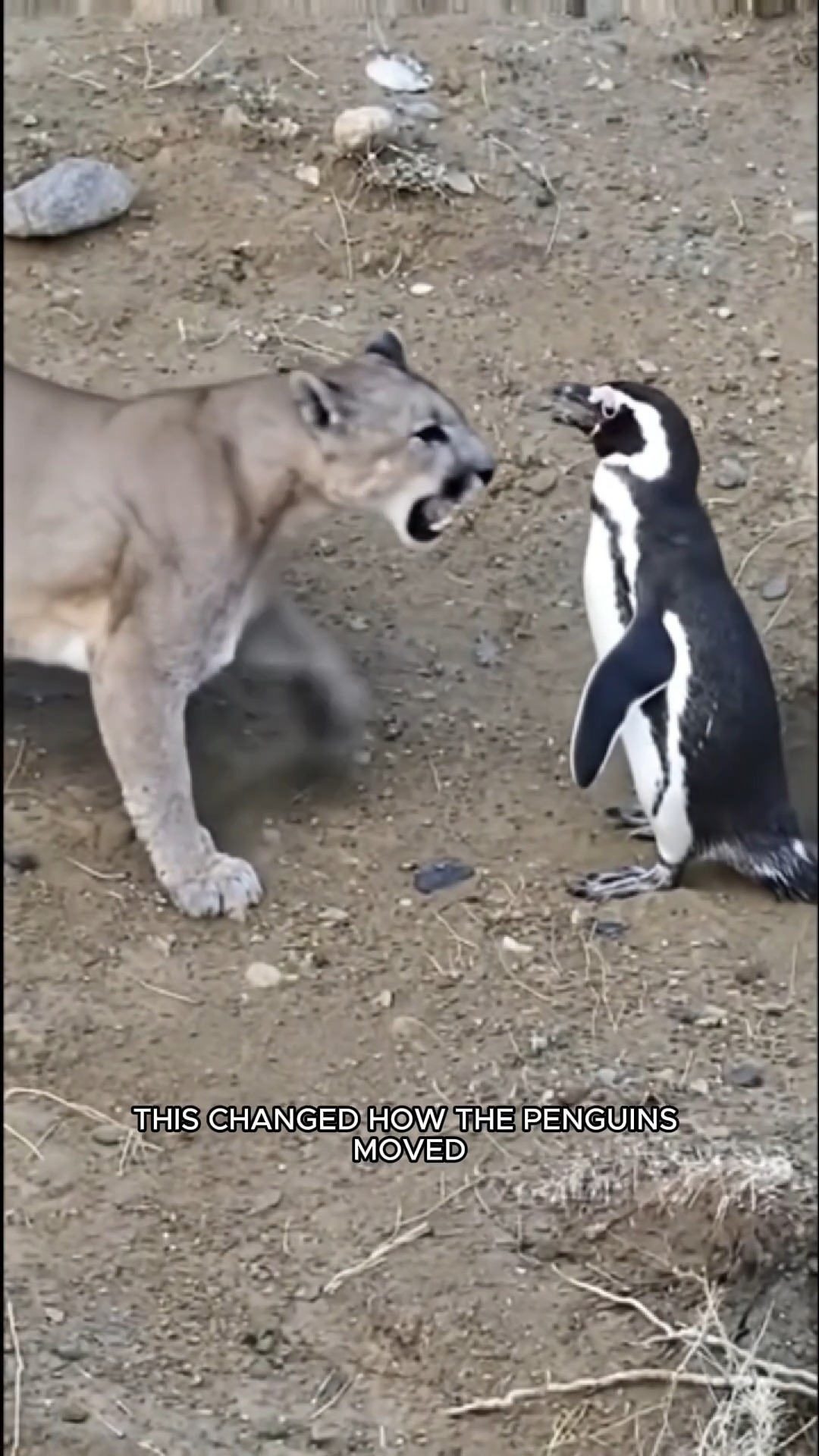 🐆 When Pumas Returned, Nature Changed Forever 🐧 #NatureBalance # ...