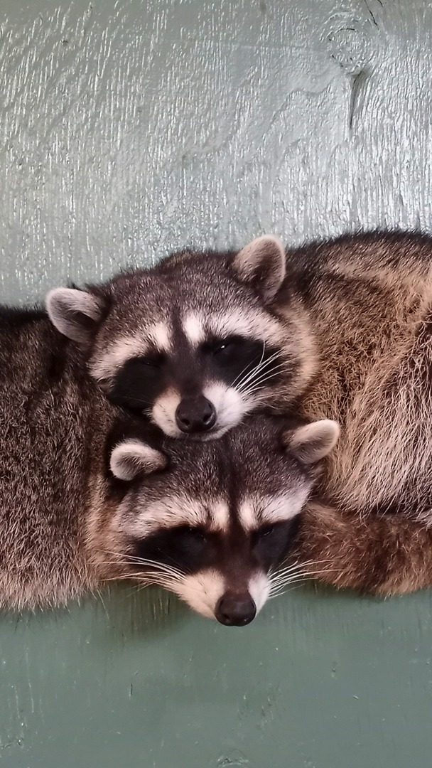 Can’t get enough of raccoons? Same here. Enjoy this sweet montage of ...