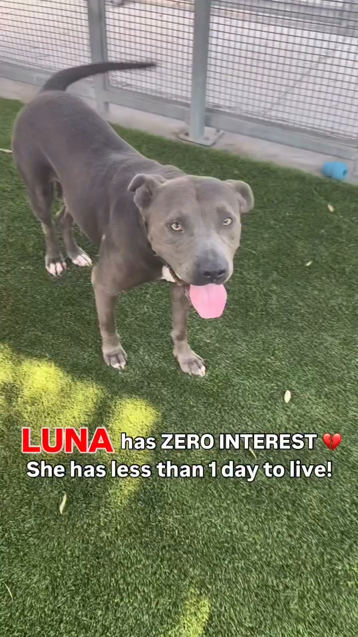 LSD RAIN DOG Lost in Shadow of Death 23号 🚨🆘ZERO INTEREST LESS THAN 1 DAY TO LIVE! LUNA #A2276729 DIES