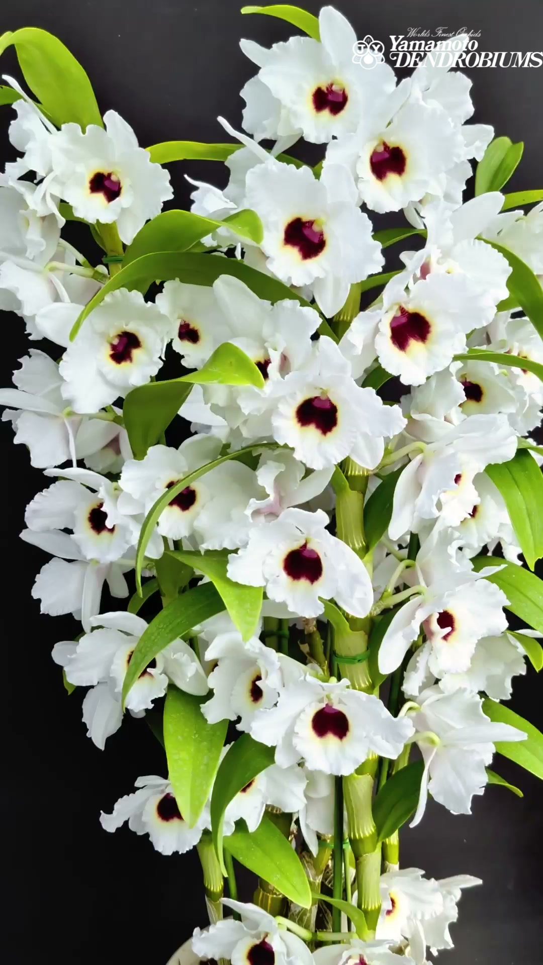 Den. Oriental Magic 'Carnival' (Den. Spring Sunset x Den. Yuubae